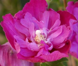 Trandafir de Siria  Purple Ruffles  C3